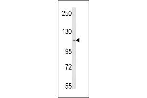 MTR4 antibody  (AA 237-263)