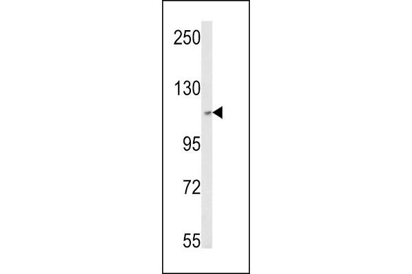 MTR4 antibody  (AA 237-263)
