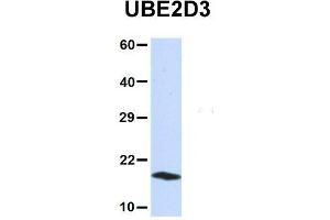 Image no. 4 for anti-Ubiquitin-Conjugating Enzyme E2D 3 (UBE2D3) (N-Term) antibody (ABIN2775674)