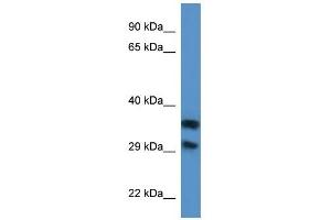 Image no. 1 for anti-Methylthioribose-1-Phosphate Isomerase 1 (Mri1) (N-Term) antibody (ABIN926506)