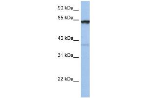 anti-Popeye Domain Containing 2 (POPDC2) (Middle Region) antibody