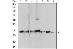 Image no. 6 for anti-14-3-3 alpha + beta (YWHAB) (AA 1-246) antibody (ABIN5542549)