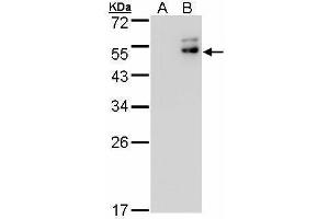DPF2 antibody  (Center)