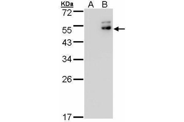 DPF2 anticorps  (Center)