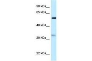 PNO1 antibody  (AA 31-80)