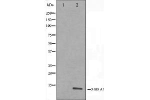 Image no. 3 for anti-S100 Calcium Binding Protein A1 (S100A1) (N-Term) antibody (ABIN6264894)