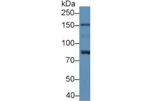Image no. 1 for anti-NLR Family, Apoptosis Inhibitory Protein (NAIP) (AA 923-1148) antibody (ABIN1869394)