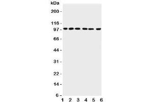 Image no. 7 for anti-Protein Inhibitor of Activated STAT, 1 (PIAS1) (AA 636-651) antibody (ABIN3032369)