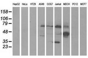 Image no. 1 for anti-Kelch-Like 2, Mayven (KLHL2) (AA 1-100), (AA 494-593) antibody (ABIN1490547)