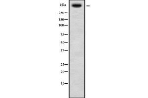 Image no. 1 for anti-Ubiquitin Specific Peptidase 34 (USP34) (N-Term) antibody (ABIN6265924)