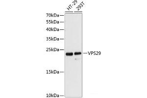 Western blot analysis of extracts of various cell lines using VPS29 Polyclonal Antibody at dilution of 1:3000.