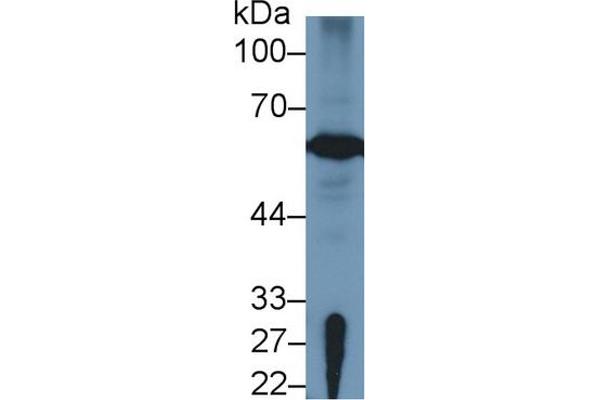 FOXP3 anticorps  (AA 190-412)