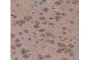 Image no. 2 for anti-BCL2-Like 2 (BCL2L2) (AA 22-189) antibody (ABIN1858124)