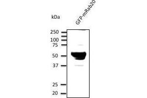 Image no. 1 for anti-RAB20, Member RAS Oncogene Family (RAB20) (C-Term) antibody (ABIN1440054)