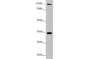 FBXO6 anticorps  (AA 104-293)