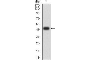 TEK Antikörper  (AA 571-748)