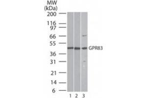 Image no. 3 for anti-G Protein-Coupled Receptor 83 (GPR83) (AA 200-250) antibody (ABIN207664)