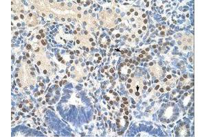 Image no. 1 for anti-Zinc Finger Protein 326 (ZNF326) (C-Term) antibody (ABIN203297)