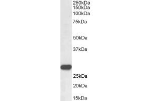 Image no. 2 for anti-Proteinase 3 (PRTN3) (AA 88-98) antibody (ABIN1781866)