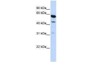 Image no. 1 for anti-HEPACAM Family Member 2 (HEPACAM2) (Middle Region) antibody (ABIN2782046)