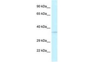 Image no. 1 for anti-AlkB, Alkylation Repair Homolog 1 (ALKBH1) (AA 97-146) antibody (ABIN6747542)