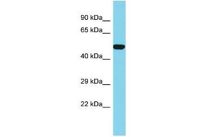 Image no. 1 for anti-Solute Carrier Family 35, Member E1 (SLC35E1) (C-Term) antibody (ABIN2791189)