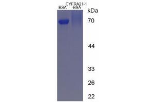 Image no. 3 for Cytokeratin Fragment Antigen 21-1 (CYFRA21.1) peptide (BSA) (ABIN5665960)