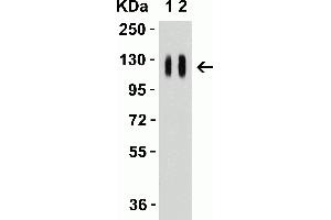 Image no. 4 for anti-SARS-CoV-2 Spike antibody (ABIN6952962)