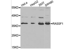 RASSF1 anticorps  (AA 101-340)