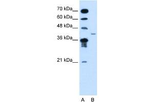 MFAP3L Antikörper  (N-Term)