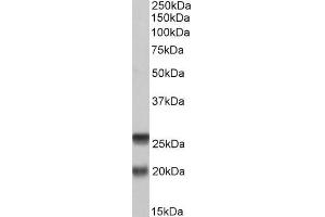 Image no. 1 for anti-Synaptosomal-Associated Protein, 23kDa (SNAP23) (AA 135-144) antibody (ABIN571212)