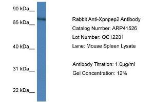 Image no. 1 for anti-X-Prolyl Aminopeptidase (Aminopeptidase P) 2, Membrane-Bound (XPNPEP2) (C-Term) antibody (ABIN2776863)