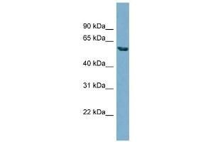 Image no. 1 for anti-Hedgehog Acyltransferase (HHAT) (N-Term) antibody (ABIN635877)