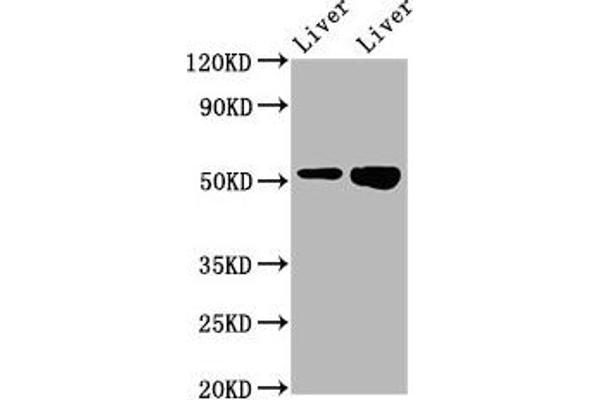 PRSS16 antibody  (AA 352-489)