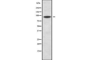 Image no. 1 for anti-Regulatory Factor X 3 (RFX3) antibody (ABIN6264716)