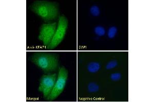 Image no. 2 for anti-Kelch-Like ECH-Associated Protein 1 (KEAP1) (AA 41-53) antibody (ABIN768571)