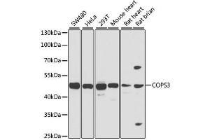 Image no. 1 for anti-COP9 Signalosome Complex Subunit 3 (COPS3) antibody (ABIN6138879)