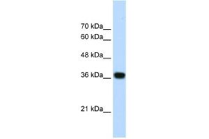 Image no. 1 for anti-PC4 and SFRS1 Interacting Protein 1 (PSIP1) (N-Term) antibody (ABIN2775996)