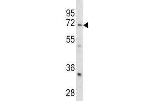 Image no. 5 for anti-Leucine Rich Repeat Containing 32 (LRRC32) (AA 234-260) antibody (ABIN3028542)