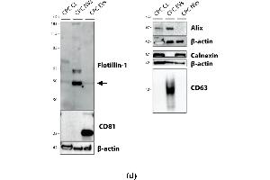 Image no. 8 for anti-Calnexin (CANX) (Internal Region) antibody (ABIN2855124)