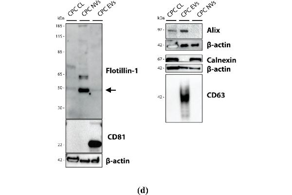Calnexin antibody  (Internal Region)