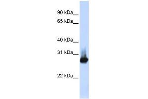 Image no. 1 for anti-B-Cell Receptor-Associated Protein 31 (BCAP31) (Middle Region) antibody (ABIN2782693)
