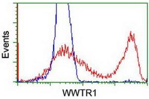 Image no. 3 for anti-WW Domain Containing Transcription Regulator 1 (WWTR1) antibody (ABIN2735651)