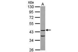 Image no. 1 for anti-COP9 Signalosome Complex Subunit 3 (COPS3) (AA 139-390) antibody (ABIN1497573)