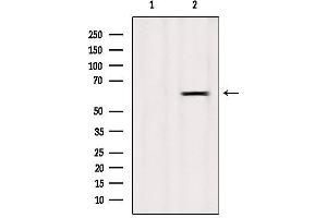 Image no. 3 for anti-Solute Carrier Family 43, Member 1 (SLC43A1) (Internal Region) antibody (ABIN6257822)