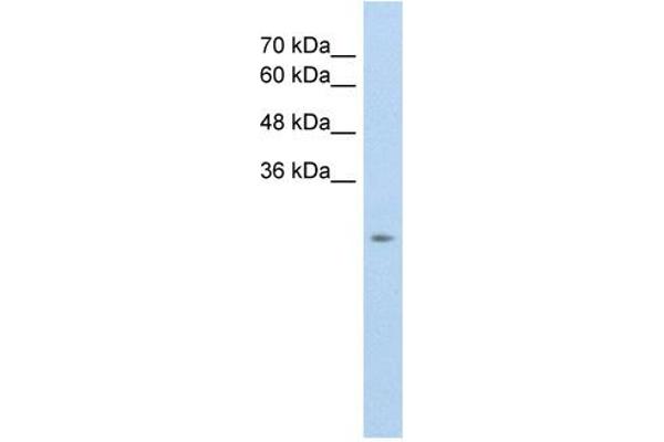 anti-Solute Carrier Family 25, Member 45 (SLC25A45) (C-Term) antibody