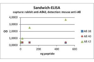Image no. 1 for anti-Amyloid beta 1-42 (Abeta 1-42) (AA 37-42) antibody (ABIN1742444)
