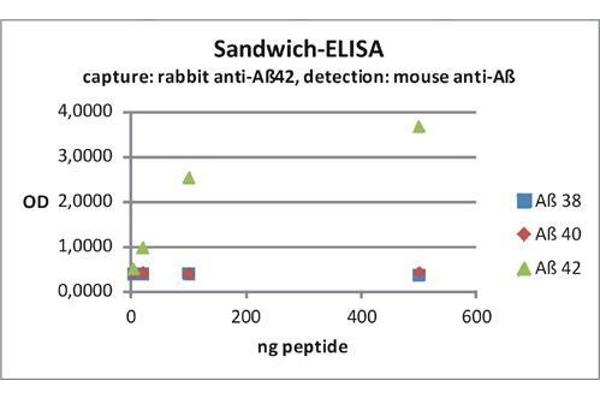 anti-Amyloid beta 1-42 (Abeta 1-42) (AA 37-42) antibody