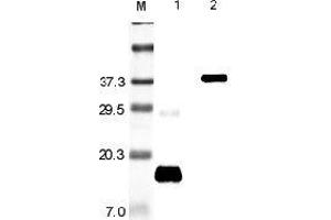 Image no. 1 for anti-Resistin (RETN) antibody (ABIN1169368)