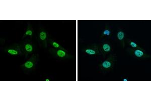 ICC/IF Image GRB2 antibody detects GRB2 protein at nucleus by immunofluorescent analysis.